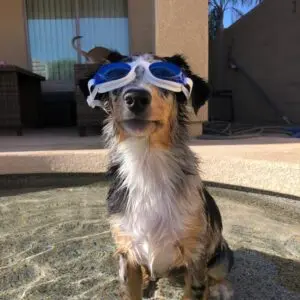 River aka River Roo Bacon